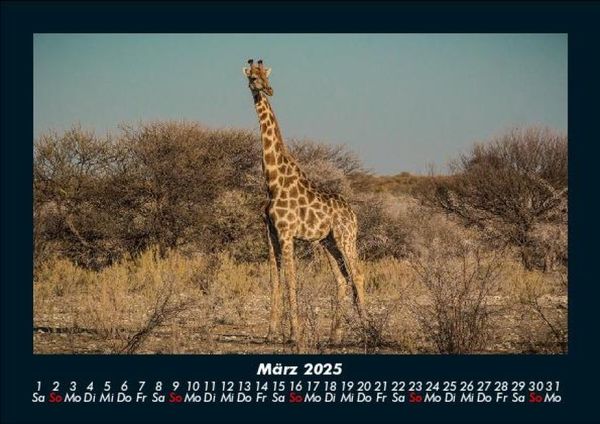 Produktbild: Giraffen 2025 Fotokalender DIN A5