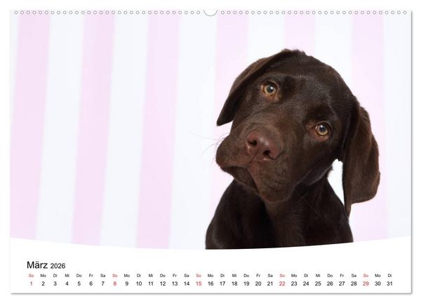 Produktbild: Labrador Welpen - Labrador Puppies (hochwertiger Premium Wandkalender 2026 DIN A2 quer), Kunstdruck in Hochglanz