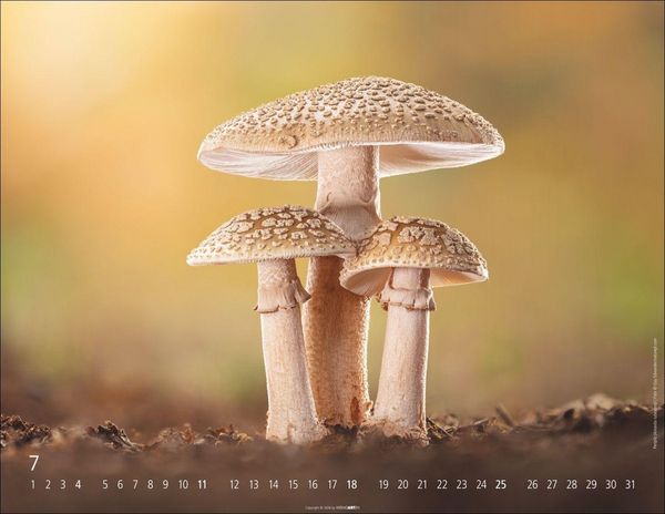 Produktbild: Wunderwelt der Pilze Kalender 2027