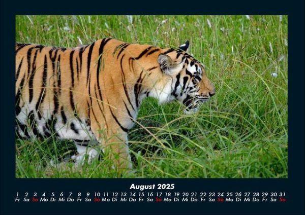 Produktbild: Tierkalender 2025 Fotokalender DIN A4