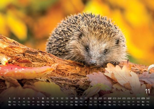 Produktbild: Waldtiere - Heimische Waldbewohner - Der Tierkalender - 2026 - Kalender DIN A2