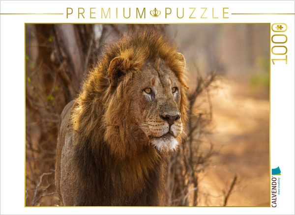 CALVENDO Puzzle Portrait eines bildschönen Löwenmannes | 1000 Teile Lege-Größe 64x48cm Foto-Puzzle für glückliche Stunden
