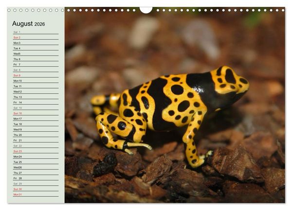 Produktbild: Poison dart frogs / UK-Version / Birthday Calendar (Wall Calendar 2026 DIN A3 landscape), CALVENDO 12 Month Wall Calendar