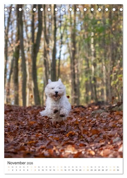 Produktbild: Der Westie - Portrait eines West Highland White Terriers (Tischkalender 2026 DIN A5 hoch), CALVENDO Monatskalender