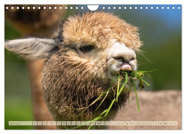 Produktbild: Alpakas im Portrait (Wandkalender 2026 DIN A4 quer), CALVENDO Monatskalender