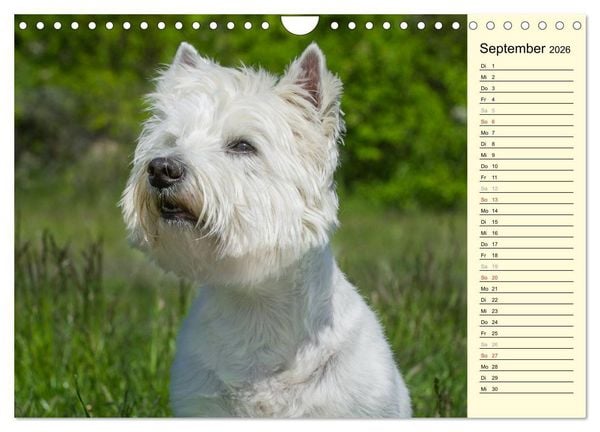 Produktbild: Kobold auf 4 Pfoten - West Highland White Terrier (Wandkalender 2026 DIN A4 quer), CALVENDO Monatskalender