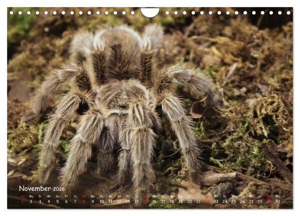 Produktbild: Vogelspinnen (Wandkalender 2026 DIN A4 quer), CALVENDO Monatskalender