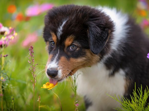 Produktbild: CALVENDO Puzzle Australian Shepherd 2020 1000 Teile Lege-Gr&ouml;&szlig;e 64 x 48 cm Foto-Puzzle Bild von Annett Mirsberger www.tierpfoto.de