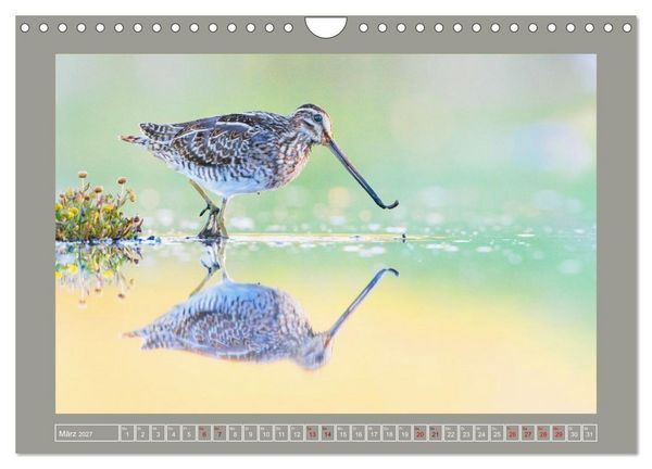 Produktbild: Limikolen - Watv&ouml;gel aus Europa (Wandkalender 2027 DIN A4 quer), CALVENDO Monatskalender