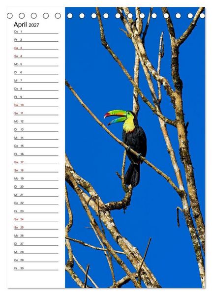 Produktbild: Costa Rica - Magische Tiere des Regenwaldes (Tischkalender 2027 DIN A5 hoch), CALVENDO Monatskalender