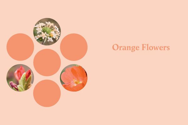 Produktbild: Eastern Washington and Oregon in Bloom