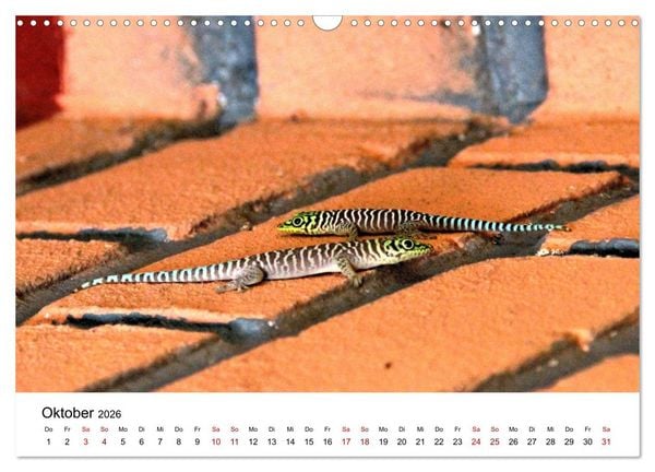 Produktbild: Tiere Madagaskars (Wandkalender 2026 DIN A3 quer), CALVENDO Monatskalender