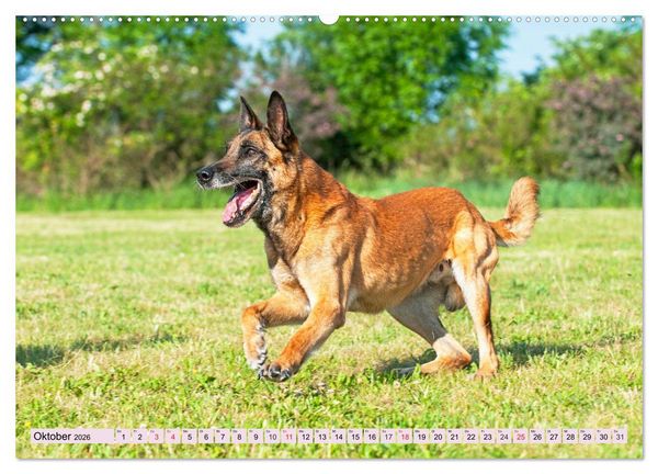 Produktbild: Freund und Besch&uuml;tzer - Der Malinois (hochwertiger Premium Wandkalender 2026 DIN A2 quer), Kunstdruck in Hochglanz