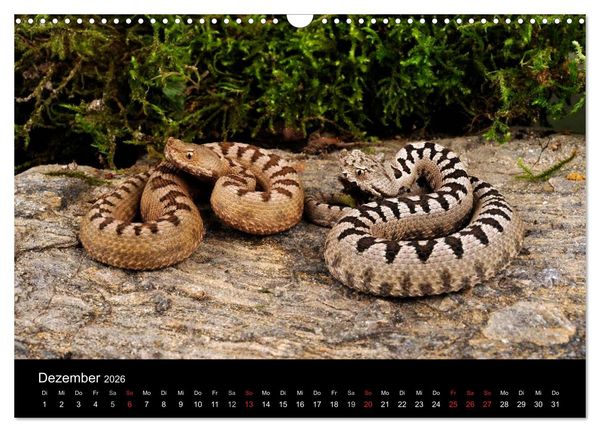 Produktbild: REPTILIEN IM TERRARIUM (Wandkalender 2026 DIN A3 quer), CALVENDO Monatskalender