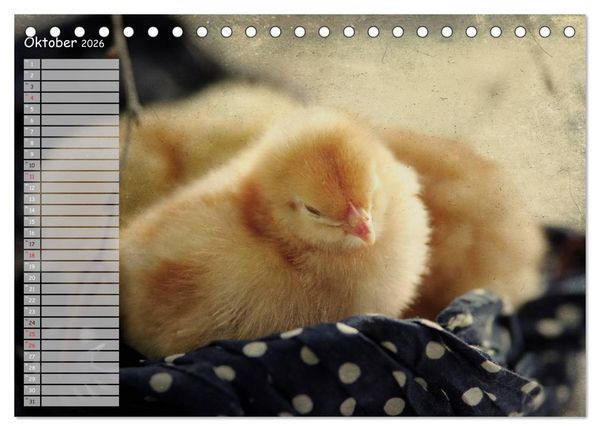 Produktbild: Tierisches aus der K&uuml;ken-Welt (Tischkalender 2026 DIN A5 quer), CALVENDO Monatskalender