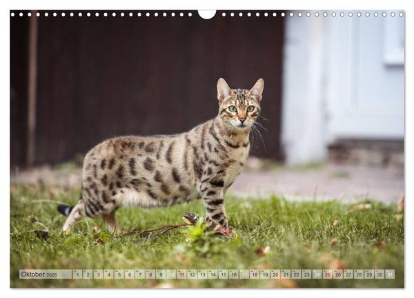 Produktbild: Wildes Wohnzimmer - Die Bengalkatze (Wandkalender 2026 DIN A3 quer), CALVENDO Monatskalender
