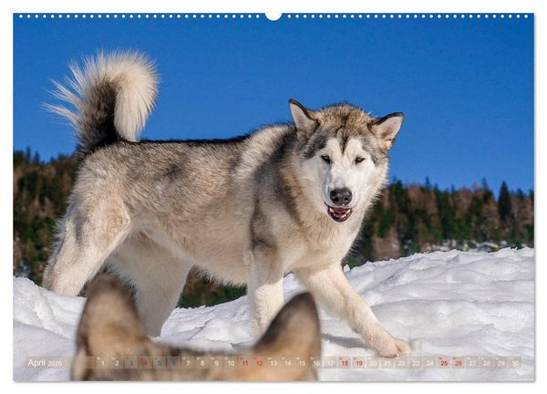 Produktbild: Alaskan Malamute in seinem Element (hochwertiger Premium Wandkalender 2026 DIN A2 quer), Kunstdruck in Hochglanz