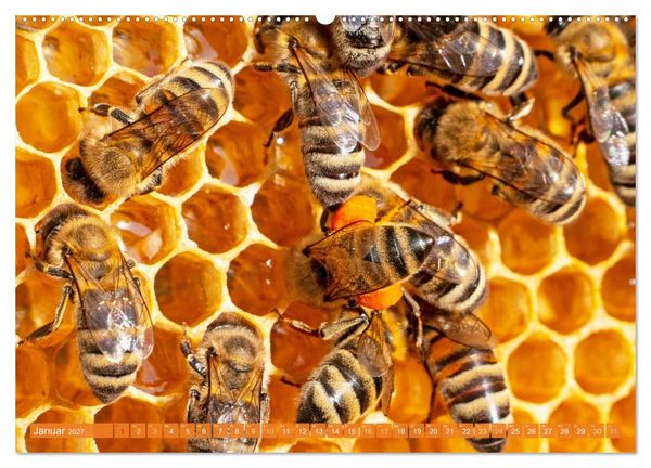 Produktbild: Ein Leben f&uuml;r den Honig: Bienen und Imker (hochwertiger Premium Wandkalender 2027 DIN A2 quer), Kunstdruck in Hochglanz