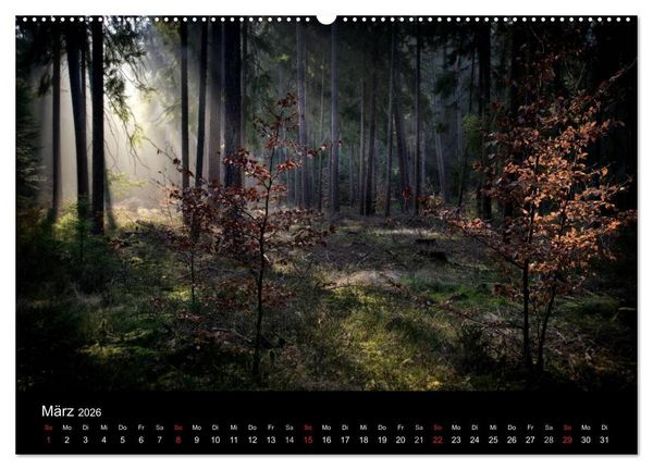 Produktbild: Waldkalender (Wandkalender 2026 DIN A2 quer), CALVENDO Monatskalender