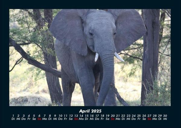 Produktbild: Der Tierkalender 2025 Fotokalender DIN A4
