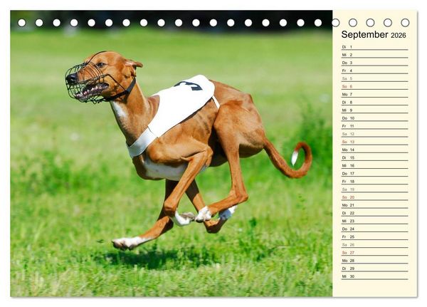 Produktbild: Windhund der W&uuml;ste - Der Azawakh (Tischkalender 2026 DIN A5 quer), CALVENDO Monatskalender