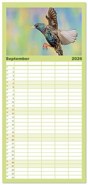 Produktbild: Familienplaner 2026 - V&ouml;gel in unserer Heimat: Kiebitz, Wiedehopf und Turteltaube mit 5 Spalten (Wandkalender, 21 x 45 cm) CALVENDO