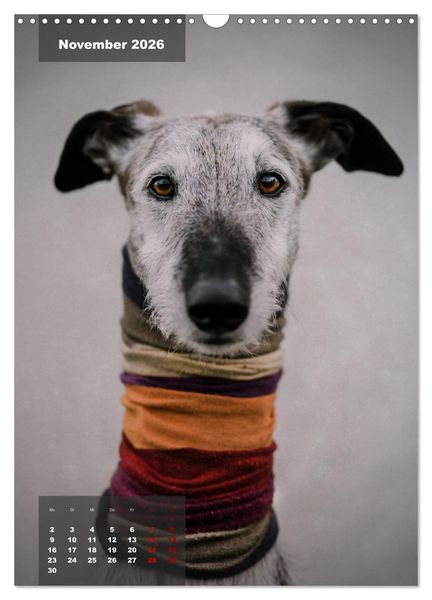 Produktbild: UNDERDOG - Windhundportraits (Wandkalender 2026 DIN A3 hoch), CALVENDO Monatskalender