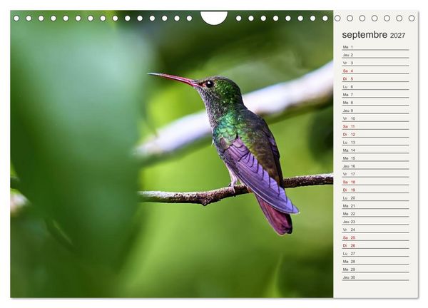 Produktbild: Colibris &ndash; &eacute;clats de nature (Calendrier mural 2027 DIN A4 vertical), CALVENDO calendrier mensuel