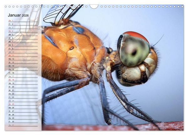 Produktbild: Die geheimnisvolle Welt der Insekten (Wandkalender 2026 DIN A3 quer), CALVENDO Monatskalender