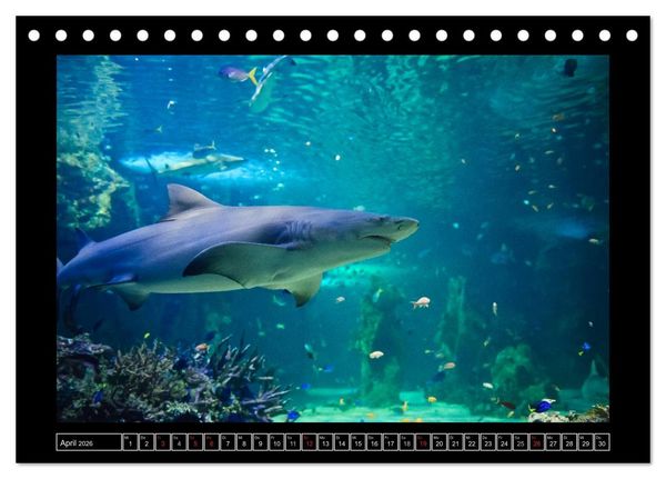Produktbild: Australia Wildlife (Tischkalender 2026 DIN A5 quer), CALVENDO Monatskalender