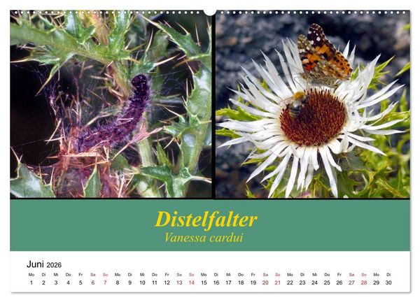 Produktbild: Zwei Leben, Raupe und Schmetterling (Wandkalender 2026 DIN A2 quer), CALVENDO Monatskalender
