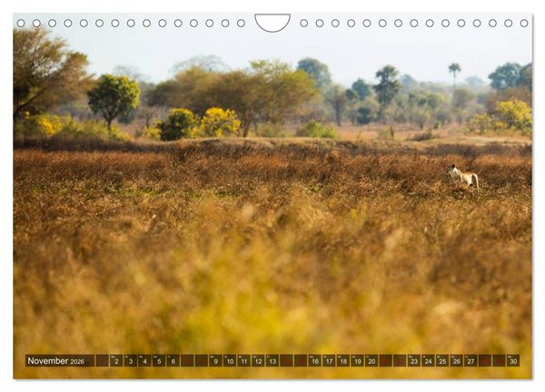 Produktbild: Safari in Tansania (Wandkalender 2026 DIN A4 quer), CALVENDO Monatskalender