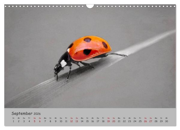 Produktbild: Gl&uuml;cksk&auml;fer (Wandkalender 2026 DIN A3 quer), CALVENDO Monatskalender