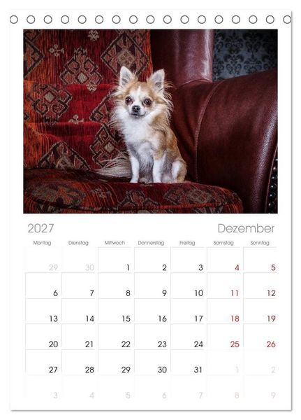 Produktbild: Tischplaner 2027 - Chihuahuas - Cool and Cute (A5 Tischkalender zum Aufstellen) CALVENDO