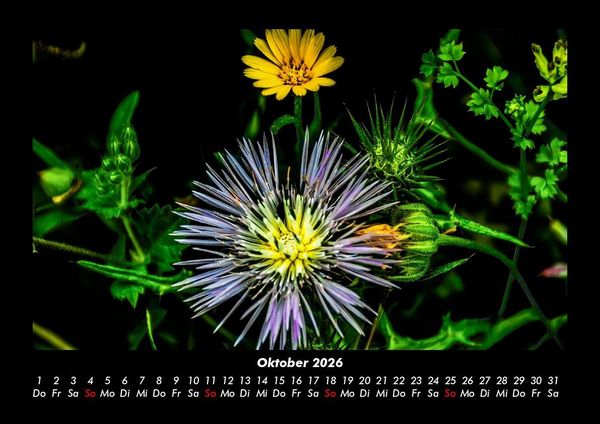 Produktbild: Blumenkalender 2026 Fotokalender DIN A3