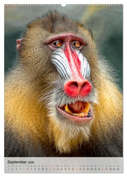 Produktbild: Tiere - K&ouml;pfe mit Charakter (hochwertiger Premium Wandkalender 2026 DIN A2 hoch), Kunstdruck in Hochglanz