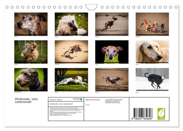 Produktbild: Windhunde - eine Leidenschaft (Wandkalender 2026 DIN A4 quer), CALVENDO Monatskalender