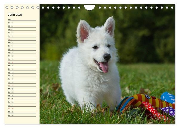 Produktbild: Wei&szlig;er Schweizer Sch&auml;ferhund - Ein Tag im Leben einer Hundefamilie (Wandkalender 2026 DIN A4 quer), CALVENDO Monatskalender