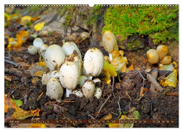 Produktbild: Herbstzeit ist Pilzezeit (hochwertiger Premium Wandkalender 2026 DIN A2 quer), Kunstdruck in Hochglanz