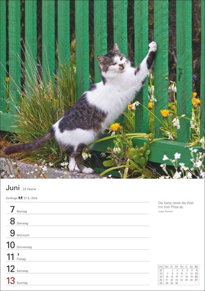 Produktbild: Katzen Wochenplaner 2027 - 53 faszinierende Fotografien