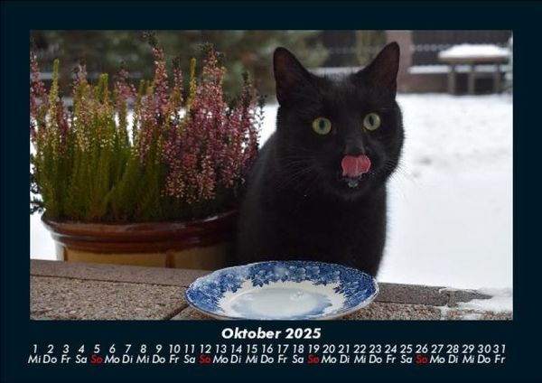 Produktbild: F&uuml;r Katzenfreunde 2025 Fotokalender DIN A5