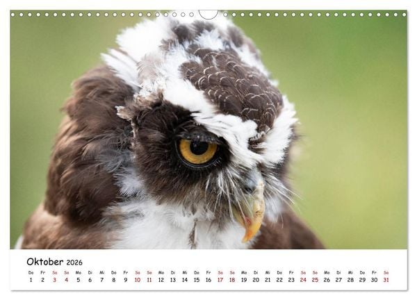 Produktbild: Eulen 2026 (Wandkalender 2026 DIN A3 quer), CALVENDO Monatskalender