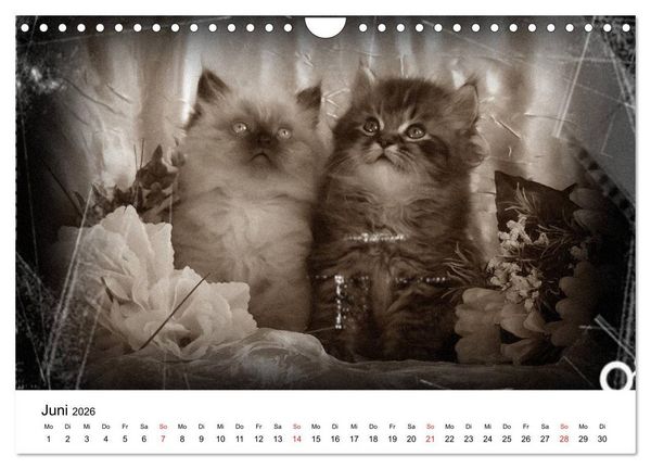 Produktbild: Oma's Katzenkalender 2026 (Wandkalender 2026 DIN A4 quer), CALVENDO Monatskalender