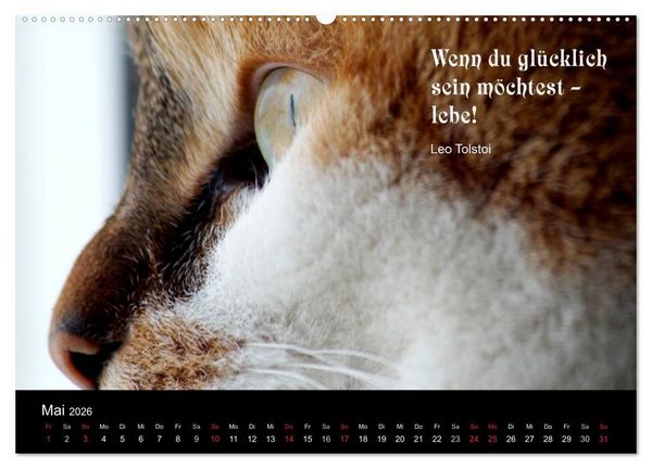 Produktbild: Gl&uuml;ckskatze - Mit Zitaten zum Thema Gl&uuml;ck (Wandkalender 2026 DIN A2 quer), CALVENDO Monatskalender