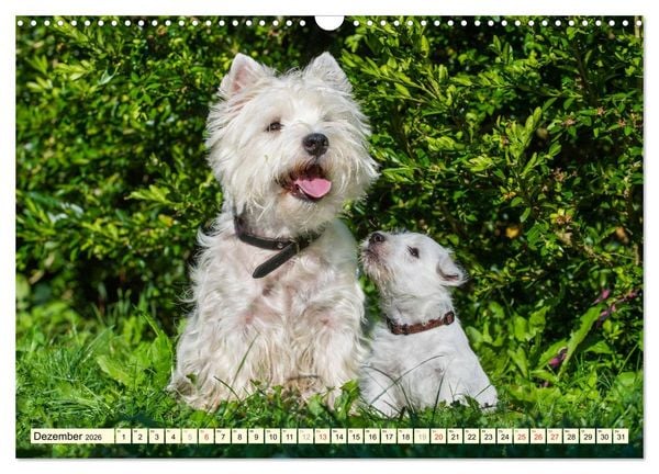 Produktbild: Kobold auf 4 Pfoten - West Highland White Terrier (Wandkalender 2026 DIN A3 quer), CALVENDO Monatskalender