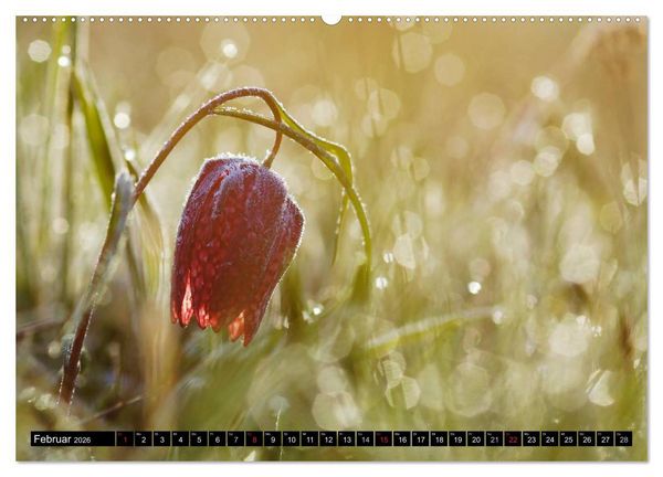 Produktbild: Die Schachbrettblume (hochwertiger Premium Wandkalender 2026 DIN A2 quer), Kunstdruck in Hochglanz