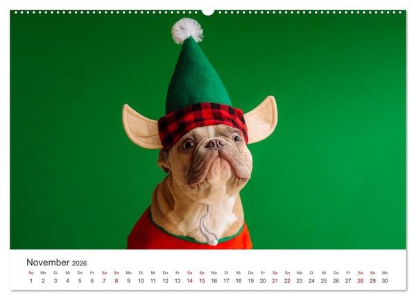 Produktbild: Die Bulldogge Henry (Wandkalender 2026 DIN A2 quer), CALVENDO Monatskalender