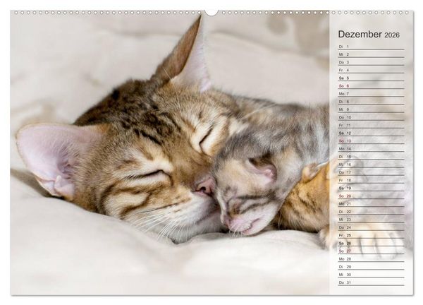 Produktbild: Die Bengalkatze. Edition Jungtiere (hochwertiger Premium Wandkalender 2026 DIN A2 quer), Kunstdruck in Hochglanz