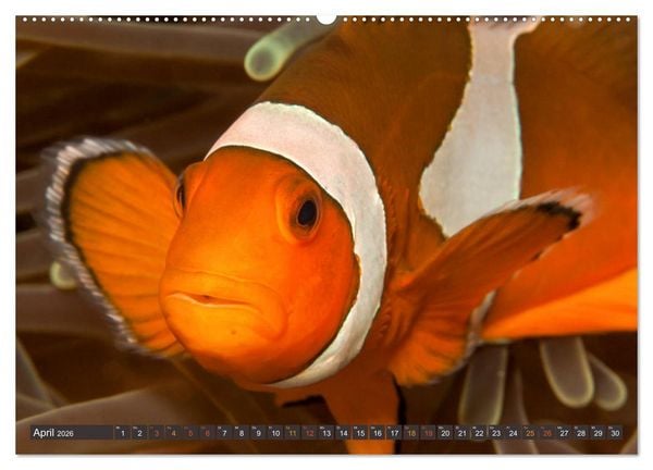 Produktbild: Tauchen, Fische und Meer (Wandkalender 2026 DIN A2 quer), CALVENDO Monatskalender