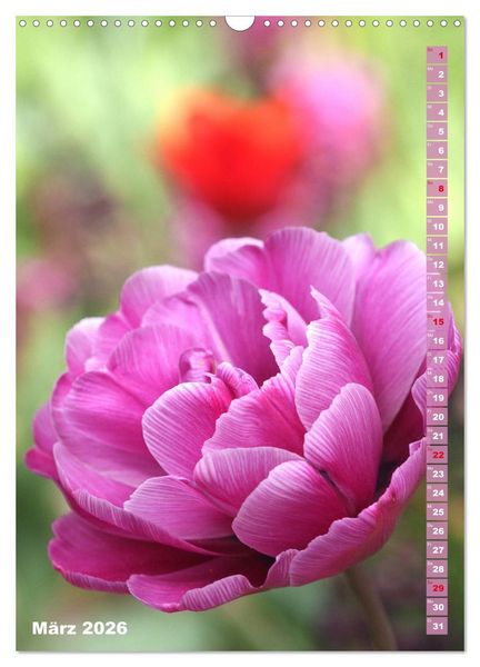 Produktbild: Bunte Tulpenpracht (Wandkalender 2026 DIN A3 hoch), CALVENDO Monatskalender
